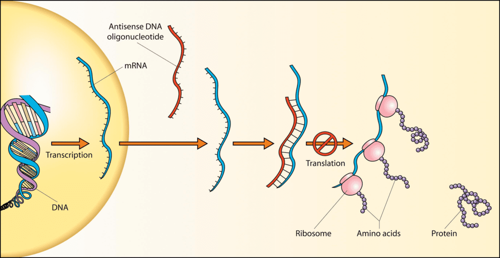 Wikimedia, Antisense DNA oligonucleotide