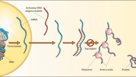 Wikimedia, Antisense DNA oligonucleotide